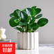 圓葉吸毒王碧玉公主豆瓣綠年宵花擺件植物桌面四季常青花凈化空氣 碧玉+提拉米蘇樹(shù)脂盆【送營(yíng)養土+肥】