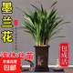 【年貨節】墨蘭蘭花苗精品大花卉盆栽室內濃香金邊賀歲蘭四季好養 墨蘭（高方盆+底托）【10棵裝】 送營(yíng)養液