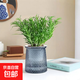 迷迭香苗盆栽可食用驅蚊植物香草薄荷苗綠植物室內煎牛排水培花卉 迷迭香1盆含盆高約25+灰色繁星吸水盆