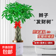 發(fā)財樹(shù)客廳大型盆栽辦公室綠植五辮子喬遷開(kāi)業(yè)送禮大號植物盆景 1.2-1.3米辮子款【金邊飛絲盆】 含盆
