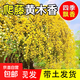 紅木香花苗爬藤植物庭院大苗盆栽花卉甜蜜黃白木香花樹(shù)苗四季開(kāi)花 精品黃木香【清香】 【精選好苗】1.2-1.5米高