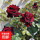 果汁陽(yáng)臺月季花苗四季開(kāi)花卉盆栽綠植物室內花易活玫瑰帶花苞庭院 黑巴克【大花濃香，月月開(kāi)分枝多】 【帶花苞】【盆口徑15cm】原盆冠25高35