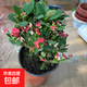 鐵海棠盆栽室內耐寒花卉虎刺梅四季開(kāi)花帶花室內桌面植物老樁好養 鐵海棠虎刺梅一盆