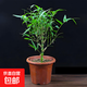 佛肚竹盆栽室內好養活四季常青羅漢葫蘆竹陽(yáng)臺客廳老樁綠植物盆景 老樁佛肚竹原盆土一顆