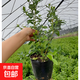 藍莓樹(shù)苗盆栽帶果當年結果南北方種植兔眼特大陽(yáng)臺果樹(shù)苗當年結果 4年苗原盆土5-7分支40cm高當年結果帶花帶葉