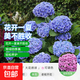 繡球花苗無(wú)盡夏帶花苞四季開(kāi)花繡球花盆栽庭院好養花卉植物室內花 妖精之吻【大花繡球-可調色】 中苗【當年開(kāi)花】原盆寬15cm高30cm冠25cm