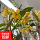 桂花嫁接砧木流蘇樹(shù)苗四季正宗桂花樹(shù)濃香型耐寒室內庭院花卉綠植 嫁接天香臺閣 1.5公分粗40-50cm高