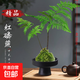 蕨類(lèi)水培植物盆栽紅磷蕨苔蘚球一葉蕨室內耐陰新中式禪意盆景綠植 精品紅磷蕨苔蘚球40-50cm【平口高腳盤(pán)磨砂黑】 送營(yíng)養液