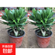 邇英閣大葉玉樹(shù)老樁盆栽多肉植物燕子掌室內防輻射四季好養綠植凈 玉樹(shù)5年苗兩棵【推薦購買(mǎi)】 原土（不含盆）15-25CM不等