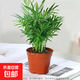 新品推薦袖珍椰子綠植盆栽客廳擺件盆栽水土培四季常青吸甲醛 原土一盆【8-10顆】 新品袖珍散尾葵盆栽
