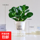 圓葉吸毒王碧玉公主豆瓣綠年宵花擺件植物桌面四季常青花凈化空氣 碧玉+透明字母塑料蓄水盆【送營(yíng)土+肥】