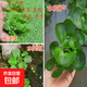 【虧本沖量】水葫蘆水草浮萍魚(yú)缸花卉魚(yú)池塘凈化水生植物種苗 水葫蘆1顆+水芙蓉1顆+浮萍500朵