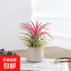 鮮活空氣鳳梨室內綠植無(wú)土栽培多肉綠植物辦公桌創(chuàng  )意盆景好養盆栽 空氣鳳梨-陶瓷白小雪梨盆 含盆【放盆上就好不用下壓植物】