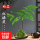 蕨類(lèi)水培植物盆栽紅磷蕨苔蘚球一葉蕨室內耐陰新中式禪意盆景綠植 精品紅磷蕨苔蘚球40-50cm【紫砂托盤(pán)】 送營(yíng)養液