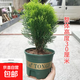 灑金柏扁柏側柏盆栽盆景庭院陽(yáng)臺室內外種植易活好養花卉四季常青 黃金柏1顆高度20-30cm【帶加侖盆】
