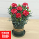康乃馨盆栽花苗重瓣帶花苞四季開(kāi)花室內陽(yáng)臺花卉植物好養活多年生 洋紅 帶花苞發(fā)12cm口徑盆 含盆