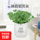 碰碰香一抹香辦公室醒目防蚊植物凈化空氣室內外綠植桌面四季盆栽 碰碰香1盆【原土帶吸水盆】