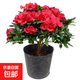 比利時(shí)杜鵑花苗盆栽四季開(kāi)花杜鵑花苗盆景花卉室內客廳陽(yáng)臺綠色植 印度紅 三年苗(帶花苞)