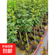 木槿花盆栽重瓣木槿棒棒糖花苗庭院綠化地栽風(fēng)景樹(shù)可食用木槿樹(shù)苗 80—1米高【10顆】 80cm(含)-89cm(含)