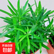 羅漢松綠植小盆栽 凈化空氣防輻射會(huì )議室辦公室桌面陽(yáng)臺植物 基地培育盆1盆 約15-25cm