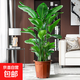 北歐風(fēng)天堂鳥(niǎo)聚寶盆綠植大型植物辦公室客廳擺放凈化甲醛四季 天堂鳥(niǎo)+紅色花盆（塑料）+肥料 1-1.3m冠幅30cm