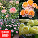 瑞典女王月季夏季耐曬灌木月季帶花苞四季開(kāi)花玫瑰大苗陽(yáng)臺庭院 艾莎+果汁+女王+奶油龍沙四顆原盆原土發(fā)貨