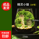 苔蘚微景觀(guān)創(chuàng  )意桌面微觀(guān)造景植物擺件禮物減壓綠植生態(tài)瓶diy材料 精靈小鎮-（成品發(fā)貨）