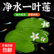 水培一葉蓮浮萍迷你水草凈化水質(zhì)魚(yú)缸造景睡蓮花水生水養花卉植物 一葉蓮 【3片裝】尺寸8-11厘米