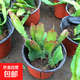 小葉曇花盆栽帶花苞鮮花花卉植物陽(yáng)臺室內花苗好養活四季耐陰綠植 魚(yú)骨令箭曇花130#盆約20cm長(cháng) 帶盆栽好