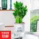 【富貴竹盆栽】年宵花?步步高土水培辦公室內盆栽?xún)艋∧苁只?精品3棵竹【吸水盆+棉繩+送土】 約20-25cm