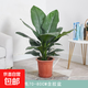 綠巨人室內盆栽 大葉植物 大型客廳陽(yáng)臺凈空氣除甲醛易養活綠植 綠巨人高70-80CM含原盆 含盆