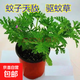 驅蚊草綠植驅蚊植物室內防蚊香草驅蚊子綠植花卉香葉天竺葵盆栽地 驅蚊草（原盆） 驅蚊草一盆