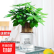 發(fā)財樹(shù)盆栽大植物室內辦公室桌面客廳小盆景招財樹(shù)苗綠植花卉盆栽 三桿發(fā)財樹(shù) 5-8cm【透明儲水盆】 【送肥料】