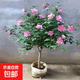 木槿花樹(shù)苗粉花木槿大花濃香重瓣木槿花樹(shù)苗陽(yáng)臺盆栽花卉耐寒植物 【地徑3cm粗】