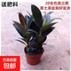 橡皮樹(shù)黑金剛盆栽花盆苗客廳室內綠葉大葉四季常青型植物凈化空氣 20公分高3棵 不含盆