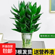 觀(guān)音竹富貴竹水培植物帶根花卉綠植綠蘿室內盆栽轉運竹子水養好養 富貴竹+【3棵】