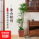 金山棕竹盆栽大型室內植物客廳電視柜旁綠植好養易活盆栽盆景花卉 金山棕竹1-1.3米+原盆
