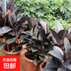 橡皮樹(shù)黑金剛盆栽花盆苗客廳室內綠葉大葉四季常青型植物凈化空氣 60-70公分高1棵 不含盆