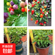 邇英閣辣椒盆栽五彩椒可食用帶果朝天椒庭院陽(yáng)臺種植觀(guān)賞食用花卉 五彩椒2盆【帶花苞 一個(gè)月后結果】原土發(fā)貨