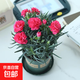 康乃馨盆栽花苗重瓣帶花苞四季開(kāi)花室內陽(yáng)臺花卉植物好養活多年生 玫紅 帶花苞發(fā)12cm口徑盆 含盆