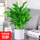 紅掌盆栽白粉掌一帆風(fēng)順帶花特大號花卉室內客廳面水培植物好養 大白掌-白豎紋吸大白掌-白豎紋吸 帶盆栽好