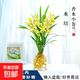 水培香水蘭花苗室內植物濃香型四季建花卉耐寒植物冬季帶花苞開(kāi)花 5苗連體 香水蘭 開(kāi)金黃色 含圖片同款七彩玻璃瓶