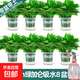 綠蘿盆栽室內客廳綠植花卉 家用凈化空氣綠籮植物吸除甲醛吊蘭 高20CM【加侖吸水】8盆+噴壺+5肥