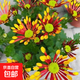 邇英閣煙花菊帶花苞發(fā)貨荷蘭菊盆栽四季開(kāi)花大菊花條紋鮮花陽(yáng)臺室 2顆煙花菊帶花苞 原土發(fā)貨