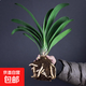 國寶級君子蘭盆栽大苗耐寒好養活基地直發(fā)蘭花綠植花卉鮮花花期長(cháng) 君子蘭裸根5-8片葉一顆