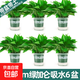 綠蘿盆栽室內客廳綠植花卉 家用凈化空氣綠籮植物吸除甲醛吊蘭 高20CM【加侖雙層吸水】6盆+5肥