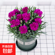 康乃馨盆栽花苗重瓣帶花苞四季開(kāi)花室內陽(yáng)臺花卉植物好養活多年生 紫色 帶花苞發(fā)12cm口徑盆 含盆