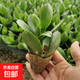 邇英閣大葉玉樹(shù)老樁盆栽多肉植物燕子掌室內防輻射四季好養綠植凈 玉樹(shù)1年小苗一棵5-10CM不等 原土（不含盆）15-25CM不等