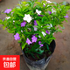 雙色茉莉花盆栽濃香型四季開(kāi)花持久變色鴛鴦番茉莉花苗綠植物花卉 8年苗（枝干粗壯）高50-60cm左右 不含盆