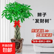 發(fā)財樹(shù)客廳大型盆栽辦公室綠植五辮子喬遷開(kāi)業(yè)送禮大號植物盆景 辮子發(fā)財樹(shù)1.7-1.8米【招財進(jìn)寶盆】 含盆